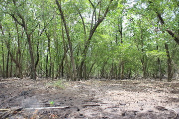 Foret tropicale et climat équatoriale dans une mangrove en Martinique