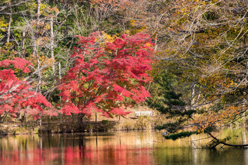 Autumn leaves of Chiba city, Chiba prefecture, Japan / Izumi Nature Park in Chiba City, Chiba prefecture, Japan
