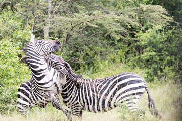 Fototapeta na wymiar two males zebras fighting