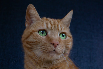 Le chat roux