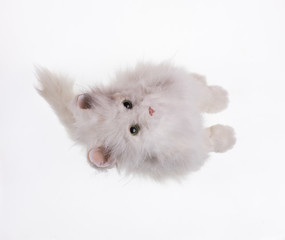 white fluffy cat on a white isolated background, toy