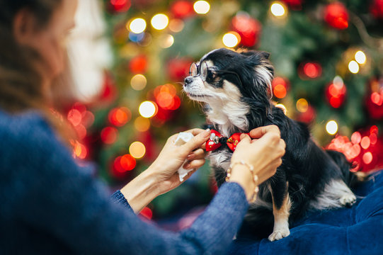 woman owner fixing bowtie on funny little dog wearing glasses in christmas decor
