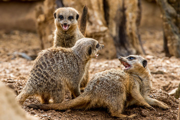 meerkat family at play