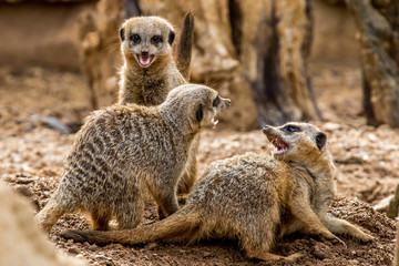 Fototapeta premium meerkat family at play