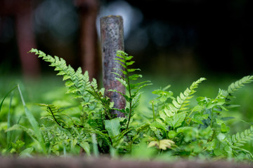 fern in the garden
