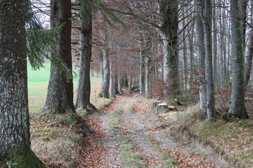 Fototapeta premium Chemin de forêt