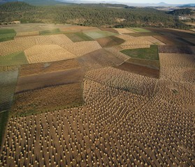 vista aerea de campos de cultivo