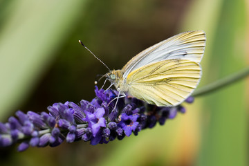 lavender slurping butterfly