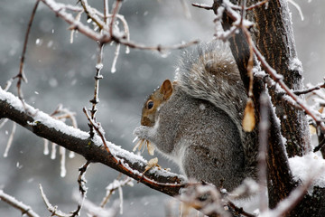 écureuil en hiver