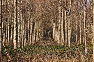 Fototapeta premium Foret d'arbres droit en nature