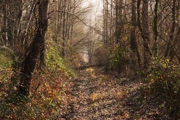 Foret d'arbres droit en nature
