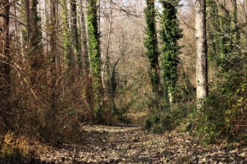 Foret d'arbres droit en nature
