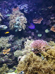 Fototapeta na wymiar Many fish, anemonsand sea creatures, plants and corals under water near the seabed with sand and stones in blue and purple colors seascapes, views, sea life