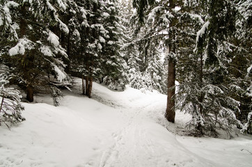 winter scenery, Haute savoie, France. Pine forest covered with snow,