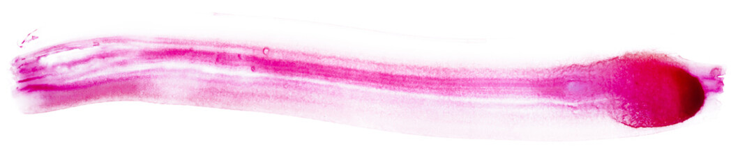 abstract watercolor strip stain, blot smudge the parrot