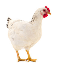 White hen isolated.