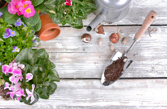 blooming flowers and bulbs put on a garden  table for potting