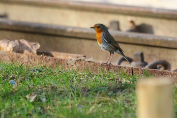 robin