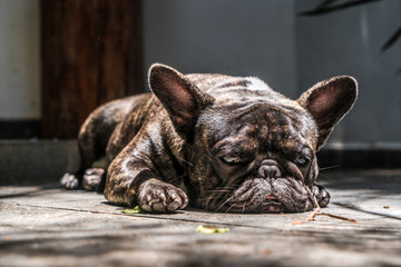 Brindle Pattern French Bulldog