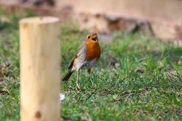 Fototapeta premium robin