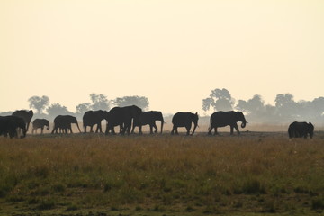 Afrikanische Elefanten in der Savane 