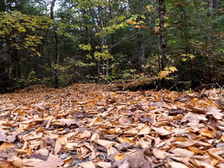 Tapis de feuilles en automne