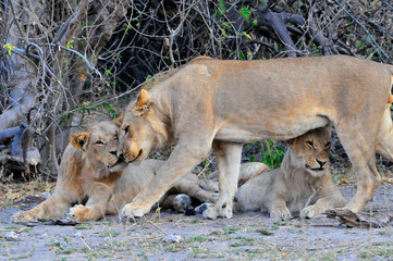 lions cuddling