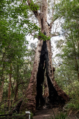 Fototapeta na wymiar Giant Tingle Tree known also as the Hollow Trunk