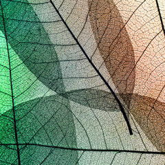 square gentle beautiful natural background of colorful transparent skeletons of leaves in bright light