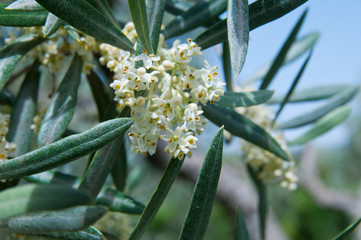 Olivenblüte, Ronda, Andalusien, Spanien