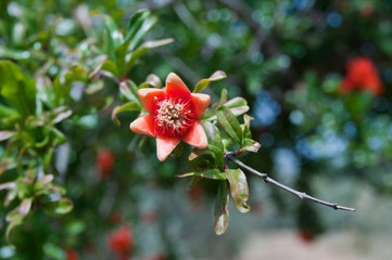 Granatapfelblüte, Ronda, Andalusien, Spanien