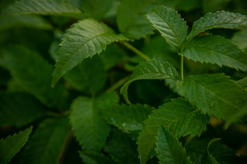 Water drops on leaves after rain
