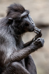 sulawesi macaque