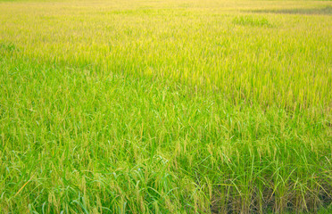 rice field in north Thailand, nature food landscape background