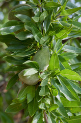 Mandelbaum, Ronda, Andalusien, Spanien