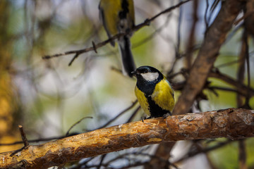 Great tit on a branch in spring/summer forest. bird blue titmouse sitting in the garden among the colorful branches.