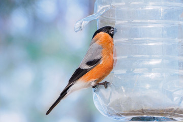The bullfinch, common bullfinch or Eurasian bullfinch ( Pyrrhula pyrrhula) sitting on the feeders are made from water bottles. Cold weather in winter park.