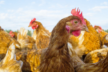 allevamento di polli ruspanti