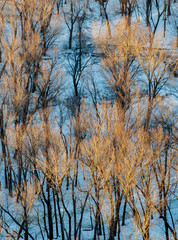 Fototapeta premium 504-18 Gold in the Tree Tops