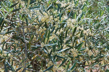 Olivenblüte, Ronda, Andalusien, Spanien