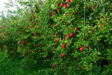 Viele Apfelbäume mit roten Äpfeln in Südtirol