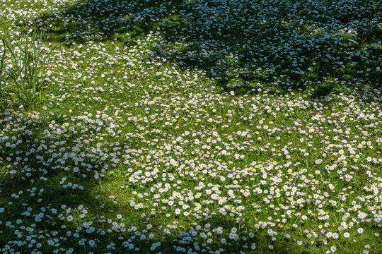 Field of daysies