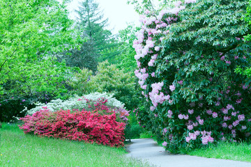 Obrazy  Ścieżka spacerowa między kwitnącym różanecznikiem, białą i czerwoną azalią w wiosennym ogrodzie.