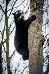 andean bear