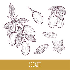Goji. Branch, berry, leaf, flower. Set. Sketch. Monophonic.