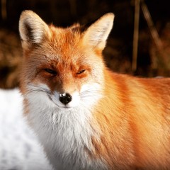 fox