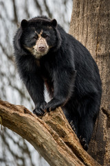 andean bear