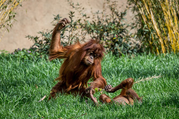 sumatran orangutan © Peter Robinson