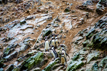 Penguins of Ballestas