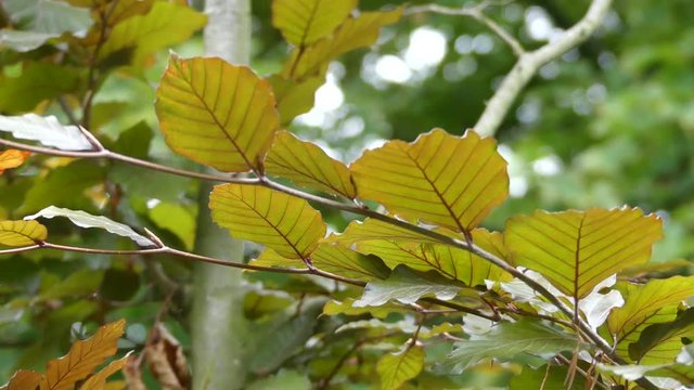 Yellow alder leaves in the wind. Autumn leaves in the wind.